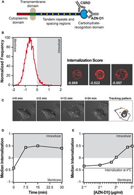 Toll-Like Receptor 4 Triggering Promotes Cytosolic Routing of DC-SIGN-Targeted Antigens for Presentation on MHC Class I